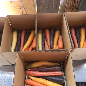 カラフルニンジン詰め合わせ　6キロ