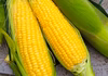 【予約開始・令和4年もの】おひさまの金色とうもろこし