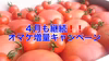 ４月も継続❗️オマケ増量【訳あり】ソムリエトマト５kg(20玉～38玉)