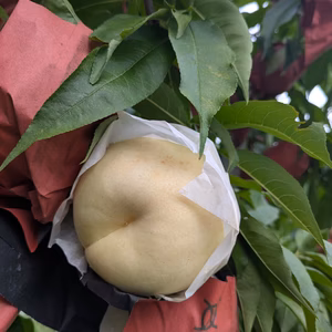 品種指定「シーエックス」桃朝どり直送便【常温発送】