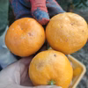 限定30【第3弾手選別みかん！自然にやられた（泣）でも味は最高！日南みかんみかん