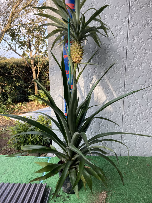 花パイナップル