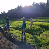 幸松あかね | 萩尾農産研究会
