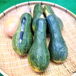 瓢箪南瓜(日本南瓜）　農薬不使用（無農薬）栽培