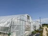 冷蔵に便利な平トレイ！朝どれ・完熟収穫をすぐ直送！ミニトマト「オレンジパルチェ」