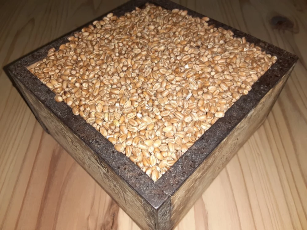 2021年収穫分　小麦玄麦500g！！喜多村家の小麦　2021年産ミナミノカオリ