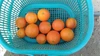 長野県産　タロッコ・ルビーブラッドオレンジ　1キロ