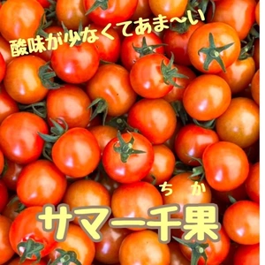 大きめミニトマト(約3キロ)