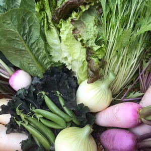 7/23更新・6つの野菜チョイスで野菜セット