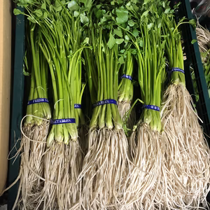 【三関産せり5束分】 約500g 鍋 きりたんぽ鍋 天ぷら 