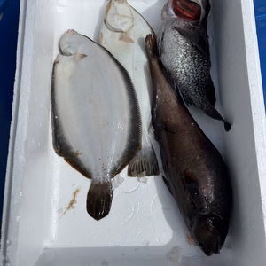 イチマン‼️ 本日水揚げ‼️　