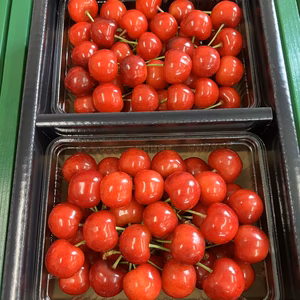 1番美味しい所のみ　山形県産　さくらんぼ　佐藤錦　最上級　特秀　2L以上　1キロ