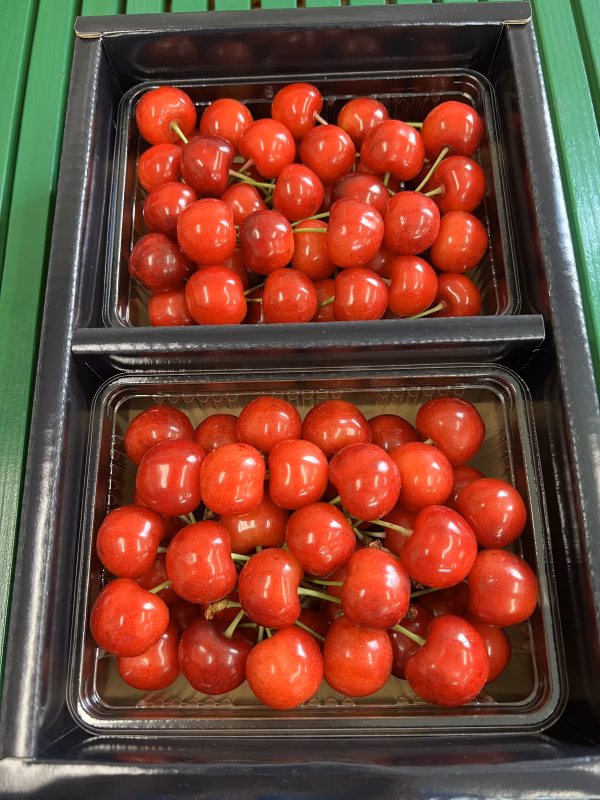 1番美味しい所のみ　山形県産　さくらんぼ　佐藤錦　最上級　特秀　2L以上　1キロ