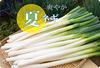 ⭐朝採り⭐即日出荷⭐「清涼爽やか夏ネギ」２５本【増量サービス中‼】