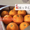 八朔＆紅八朔 食べ比べ2箱セット Lサイズ以上　各種8〜11個入り