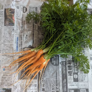 【期間限定！20%増量】爽やかな香りの人参菜