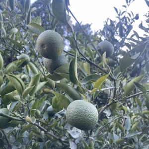 【宮崎県小林市産】露地栽培 平兵衛酢（へべす）