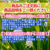 食べきり！青森県産小さな生にんにく&にんにくの芽セット