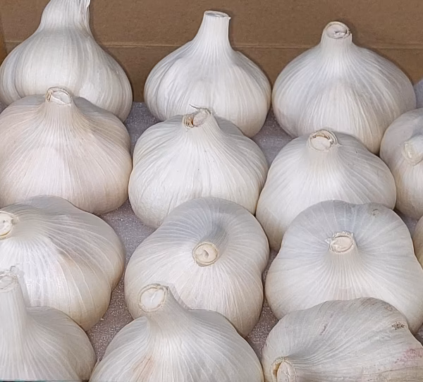 青森県産 生ニンニク