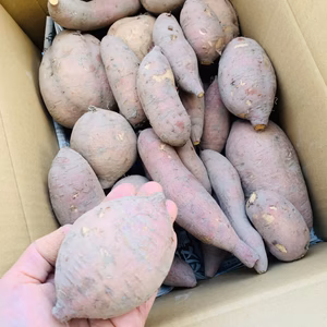 高野山麓精進野菜　訳あり！無農薬無肥料⭐︎安納芋⭐︎