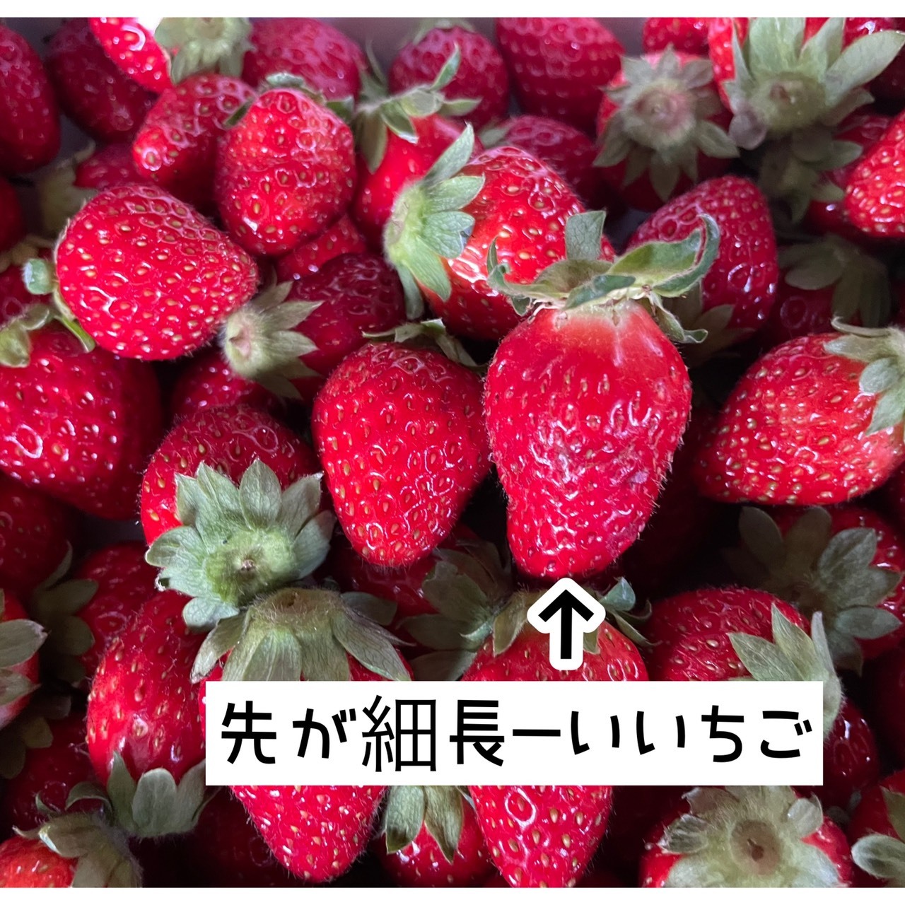 まりひめ いちご 大粒(箱込み約750g) 3 12収穫・発送 苺 イチゴ - 果物