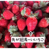 不揃い訳ありいちご　栽培期間中•農薬不使用　まりひめ　