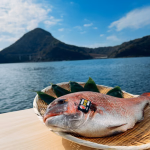 【夏ギフト】(冷蔵) みやび鯛 まるごとセット