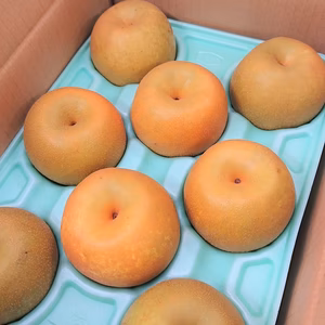 【家庭用】 市川産 幸水梨 ３Kg（６～９個入）