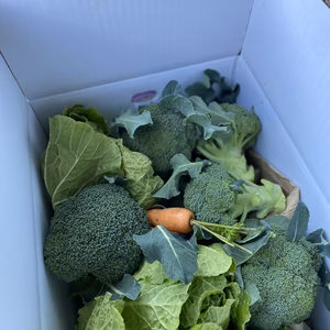 愛媛県産低農薬朝採りブロッコリーキャベツ大根セット