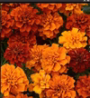 花色が変化するマリーゴールド★ファイヤーボール9センチ8苗〜