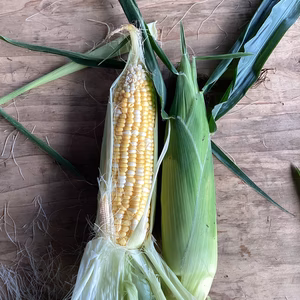 【訳ありお得】とうもろこし詰め合わせ 4.5kg