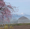 4月より順次発送。会津産　佐瀬農園の笑顔になれるアスパラガス　中物L4〜Lサイズ