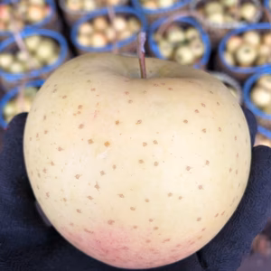 【日本の大金星おめでとう企画】サン金星緊急販売！！