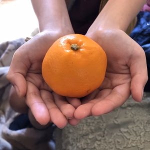 【有機JAS認定】お待たせしました！園主自慢のはるみです。ちょっと小さめです。