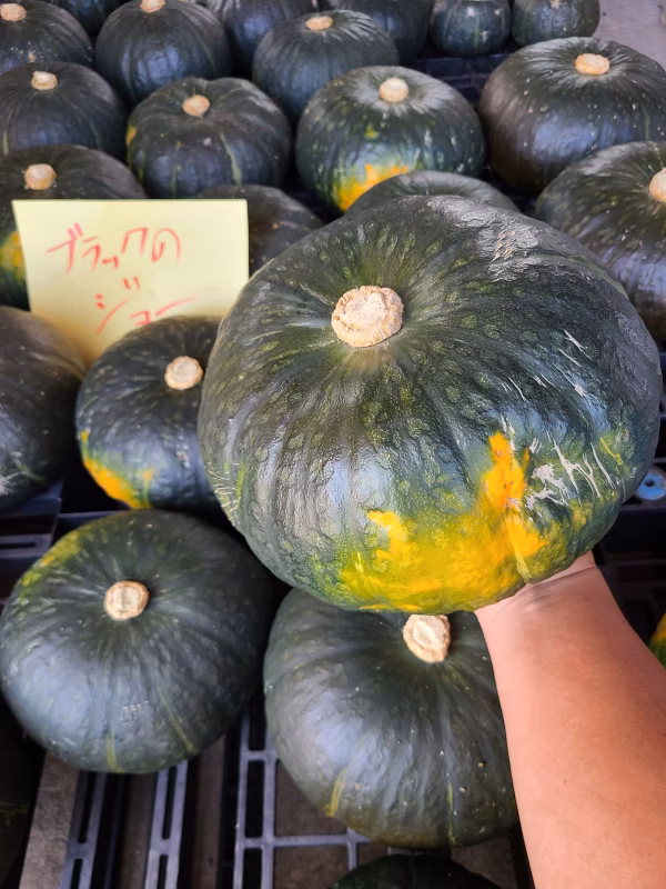 これぞカボチャ！ジョーづくし！ブラックのジョー！ 約10kg 3セット限定