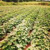 熟芋ハルカ【ねっとり系極甘焼き芋サツマイモ　紅はるか】