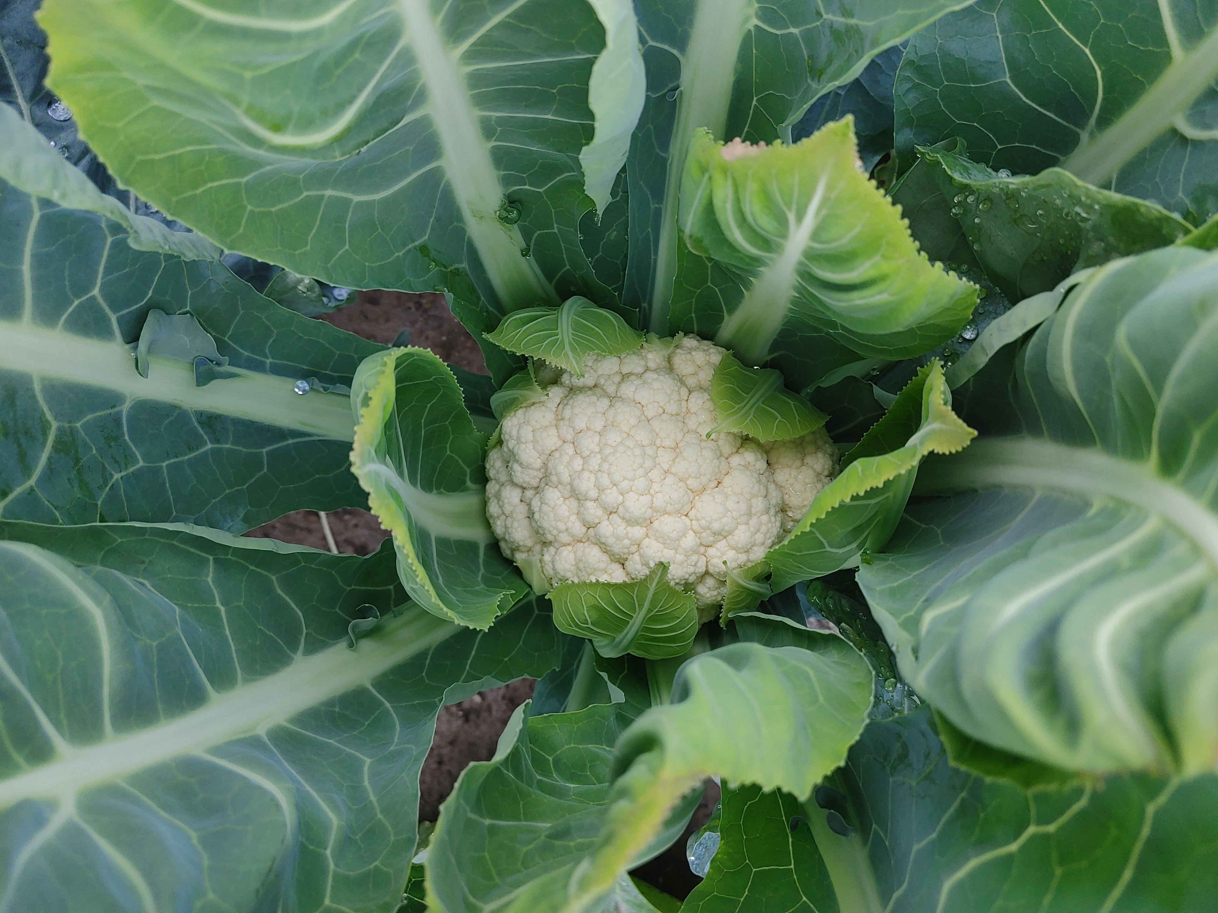 淡路島、カリフラワー カリフラワー3株