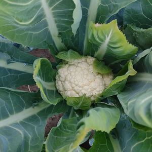 淡路島、カリフラワー
