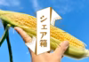  [信州産] シェア箱！みんなで楽しむ生糖もろこし