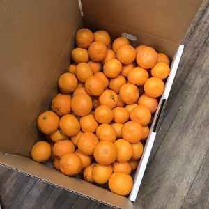 【完熟早生・有田みかん】“小玉ちゃん”／等級混合・約5kg【南泰園】