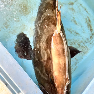 幻の高級魚‼️活け〆天然クエ‼️ 1匹1.1kg