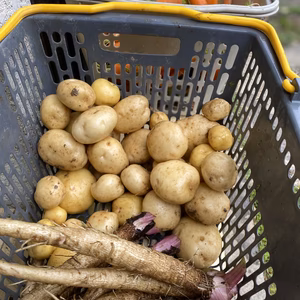 ほぼ無農薬【消毒した記憶なし】、にんじんとゴボウ、新じゃがも少し朝ドリ80サイズ