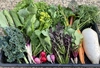 【月2回】農薬•化学肥料 不使用　野菜セット（お米セット有！）