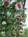 長野県産【樹上完熟桃】品種は何が届くかお楽しみ！！３㎏（5－１０玉）