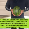 小玉スイカ 大玉スイカ 甘いスイカ すいか お盆 お中元  夏ギフト 