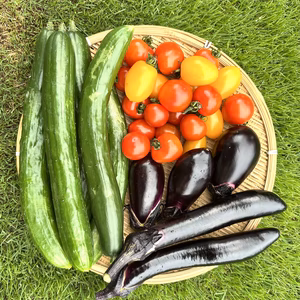 【期間限定】毎日でも食べたい夏野菜セット(1.8kg)