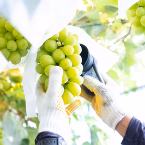 ご家庭用シャインマスカット２～３房(1kg以上)　