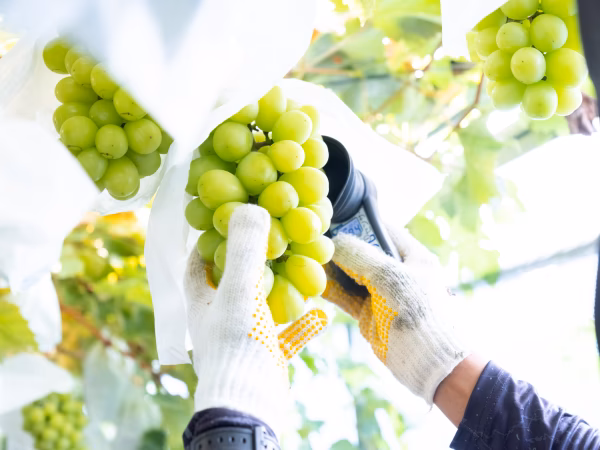 ご家庭用シャインマスカット２～３房(1kg以上)　