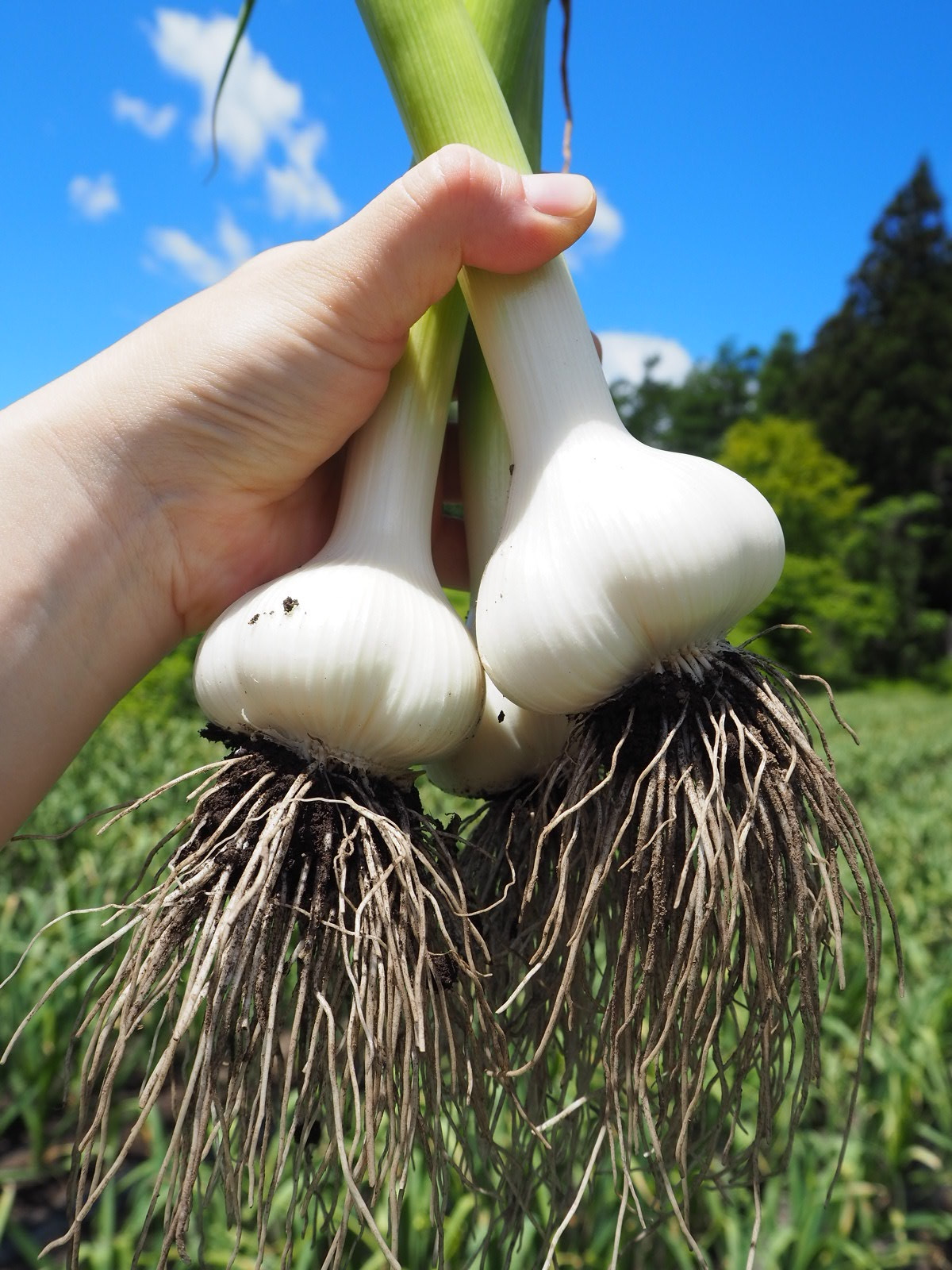 にんにくの本場！田子町の「生にんにく」10玉【数量限定】｜野菜の商品