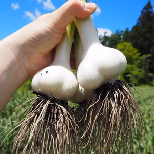 にんにくの概念が変わる！「生にんにく」【数量限定】
